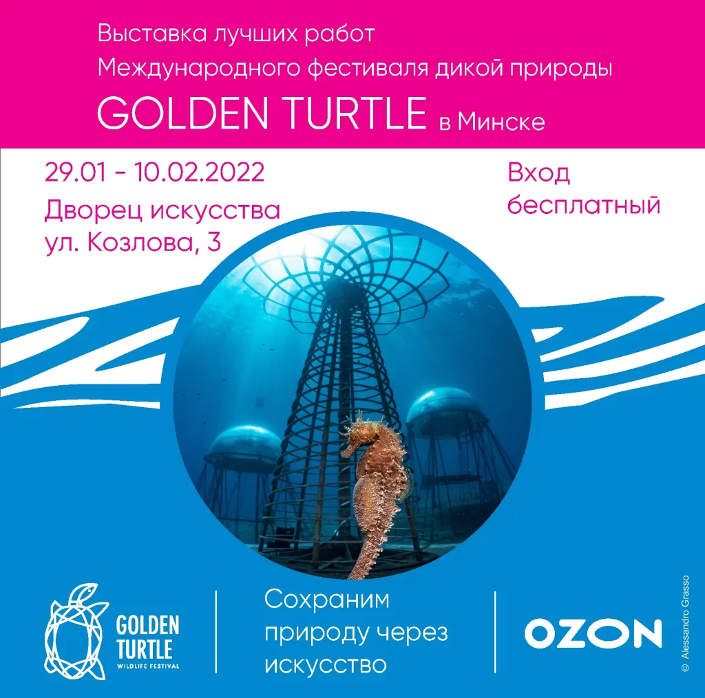 golden-turtle-v-minske-2022