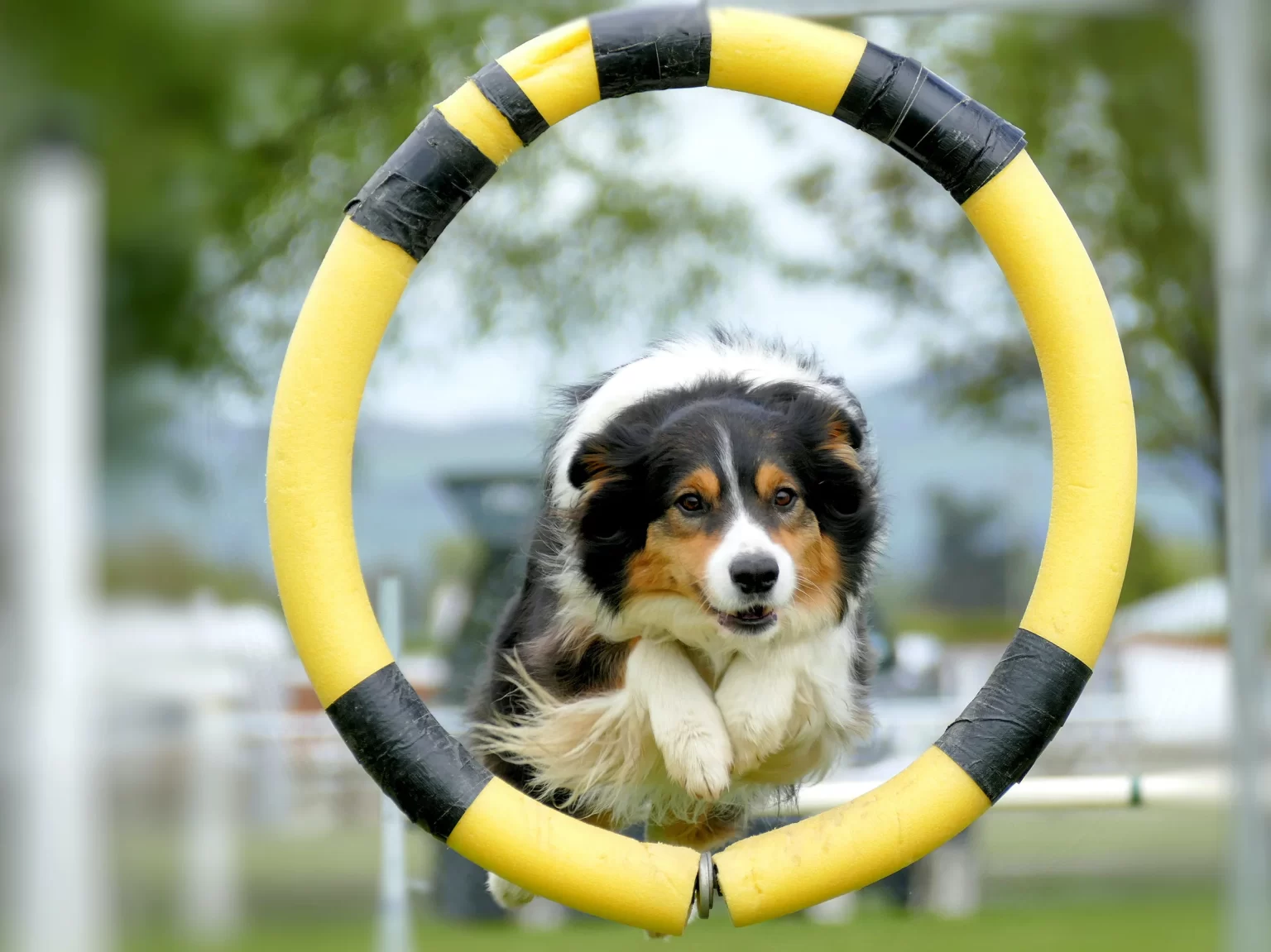 Pets fest в Минске