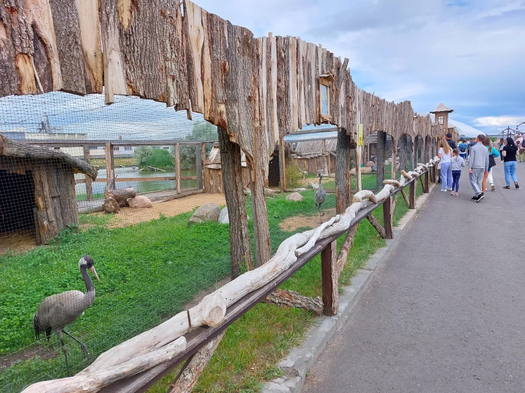 Серый журавль в парке животных "Диприз"
