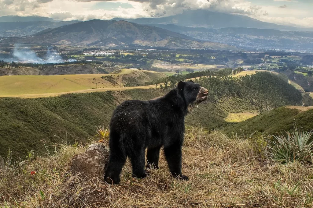 Андский медведь в Кито, Эквадор