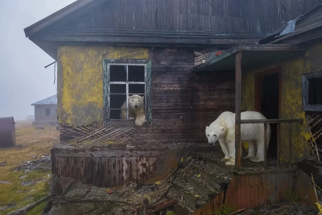 Белые медведи на заброшенной метеорологической станции на острове Колючин в Чукотском море