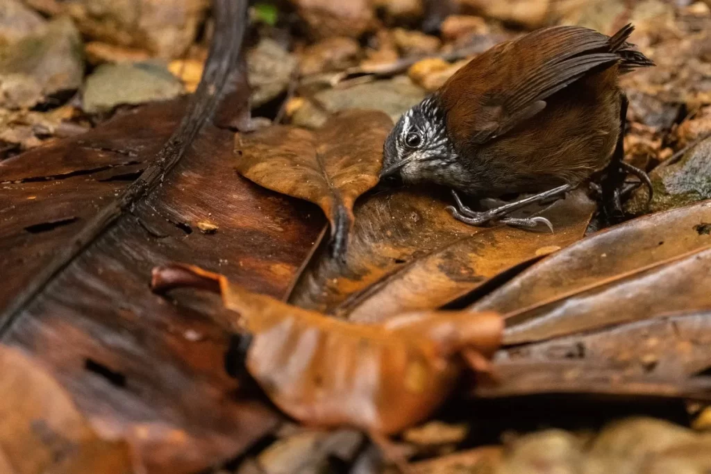 Серогрудый лесной крапивник добывает еду