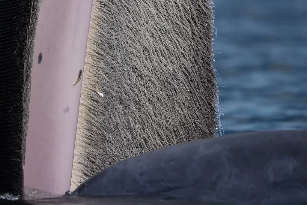 The beauty of baleen