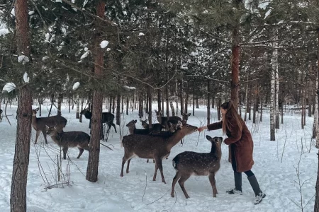 Новый год в парке животных "Диприз"