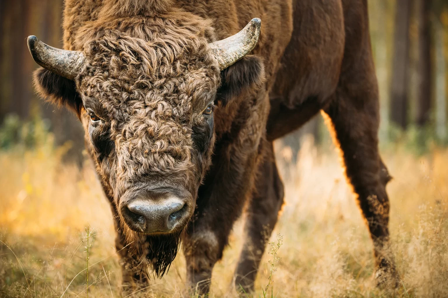 Где в Беларуси посмотреть на зубров Зубры в Беларуси