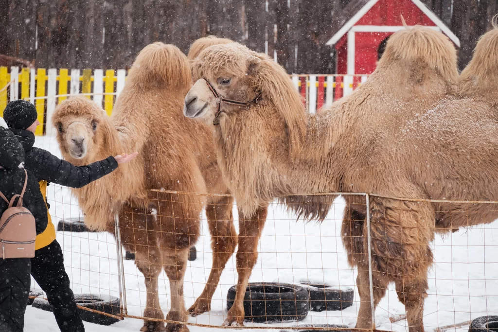 Люди кормят верблюдов в минизоопарке "Вольготное"