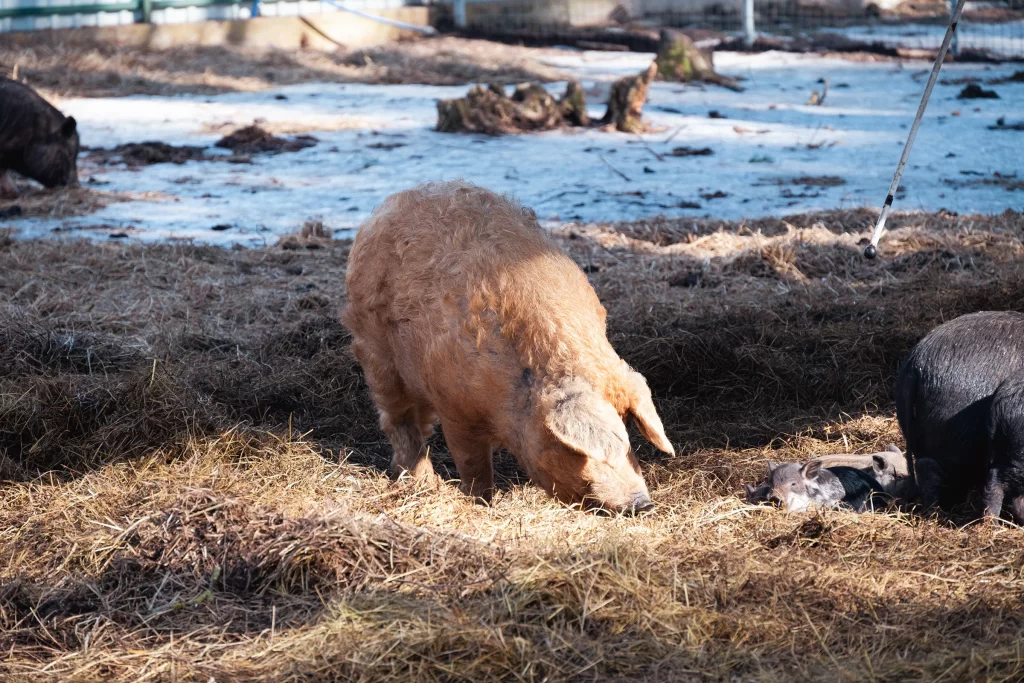 Въетнамские свиньи в зоопарке "Кони-пони", Минск, Беларусь