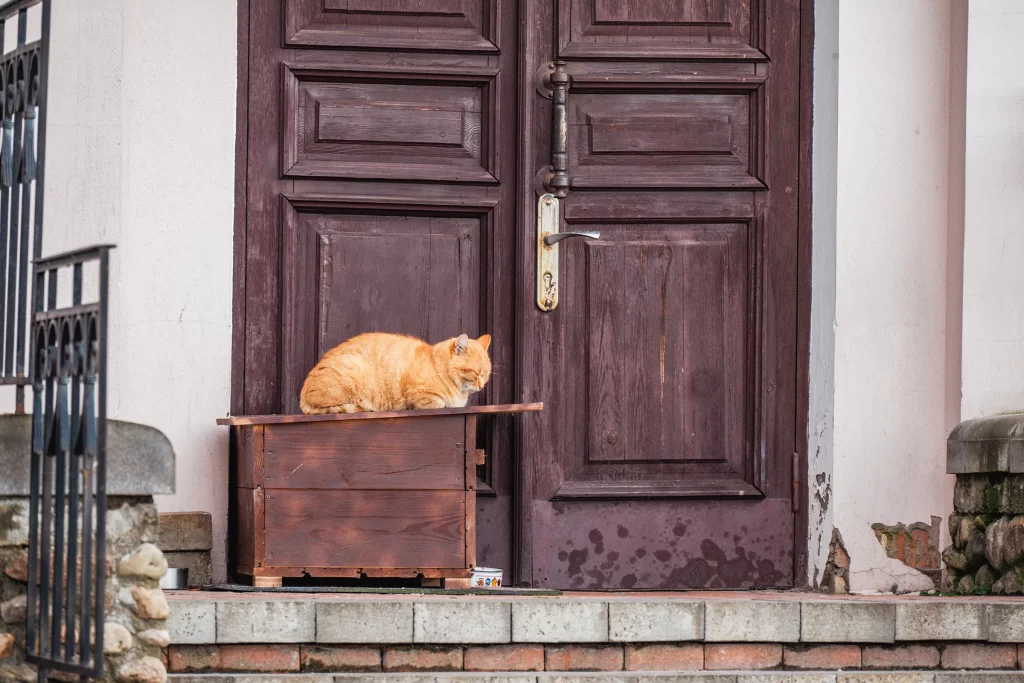 Кот на улице Зыбицкой, Минск, Беларусь