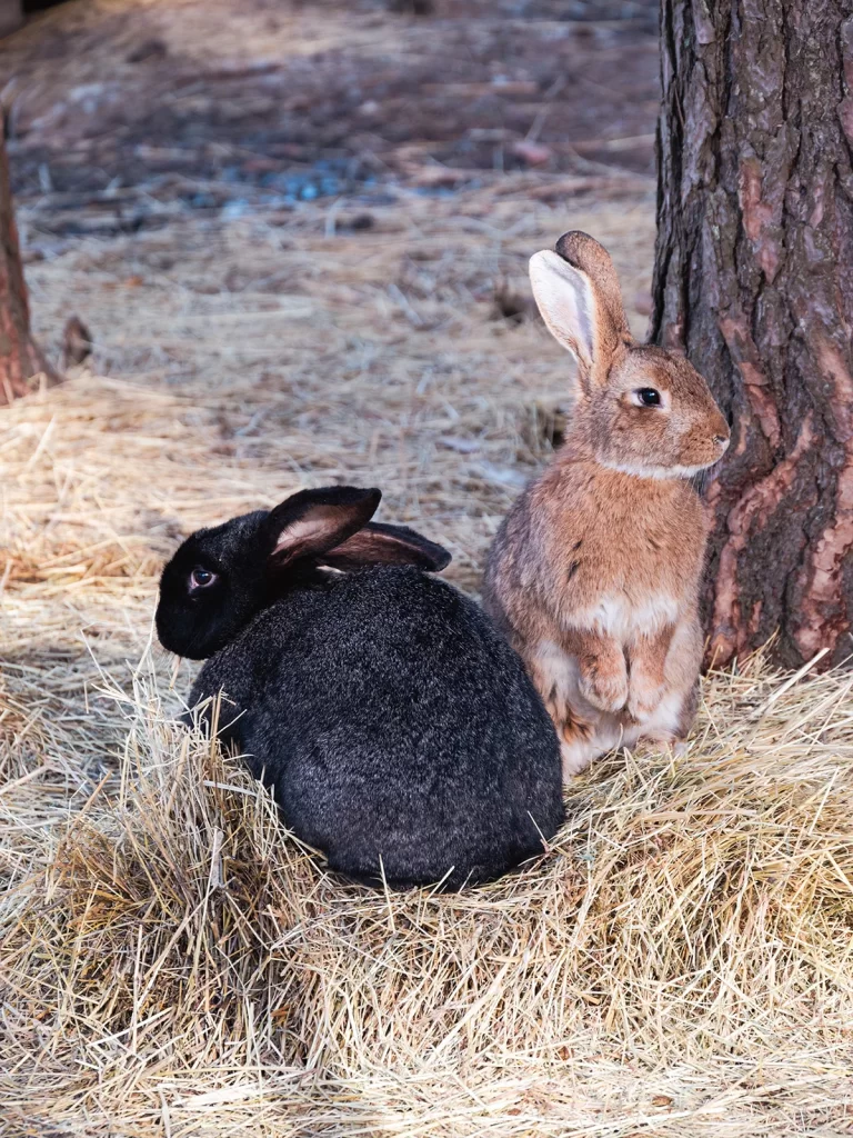 Кролики в зоопарке "Кони-пони", Минск, Беларусь
