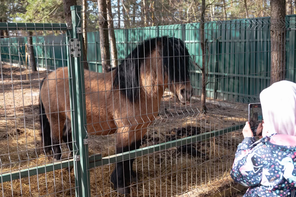 Лошадь в зоопарке "Кони-пони", Минск, Беларусь