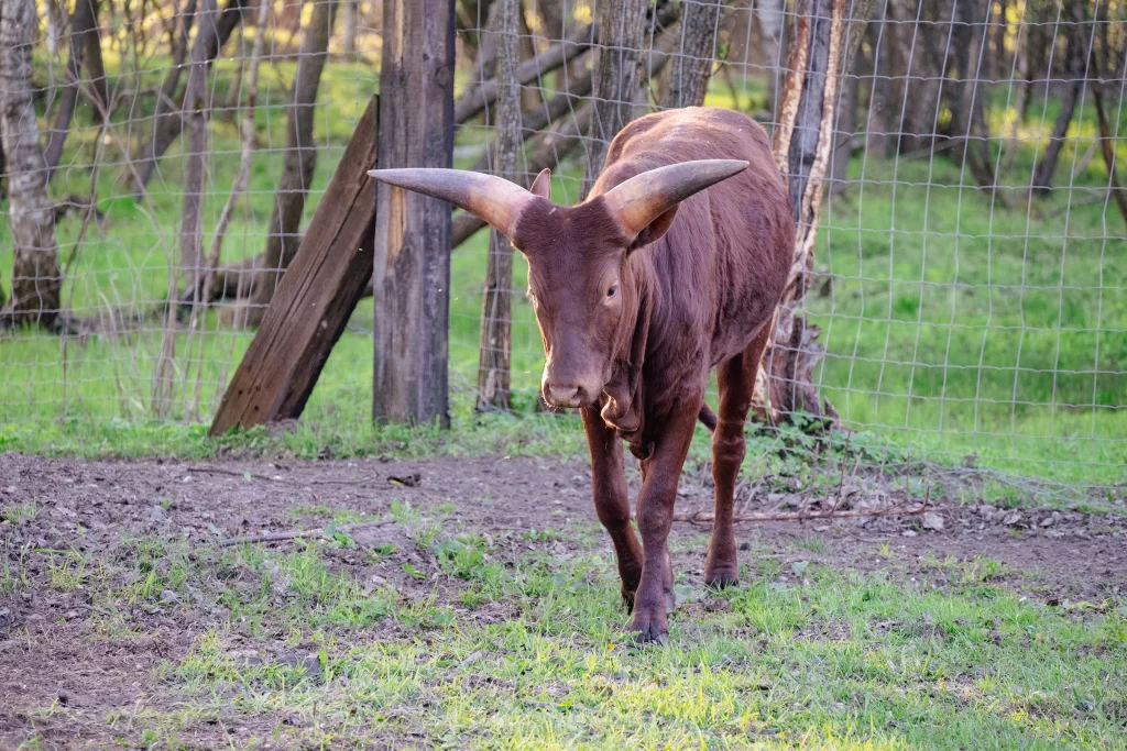 Африканская корова ватусси в парке животных "Диприз"
