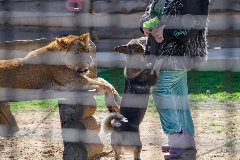 Кая и Скай в зоопарке "Натюрлих" в деревне Деколы, Беларусь