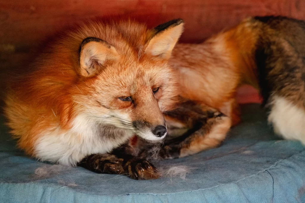 Лисица в зоопарке "Натюрлих" в деревне Деколы, Беларусь