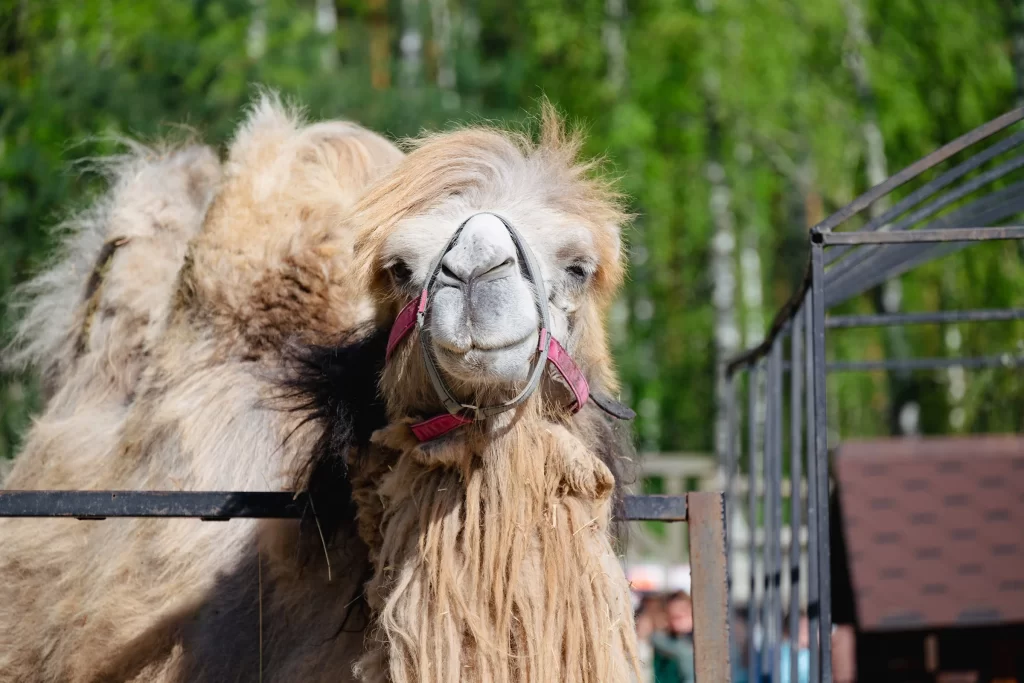 Верблюд в зоопарке "Натюрлих" в деревне Деколы, Беларусь