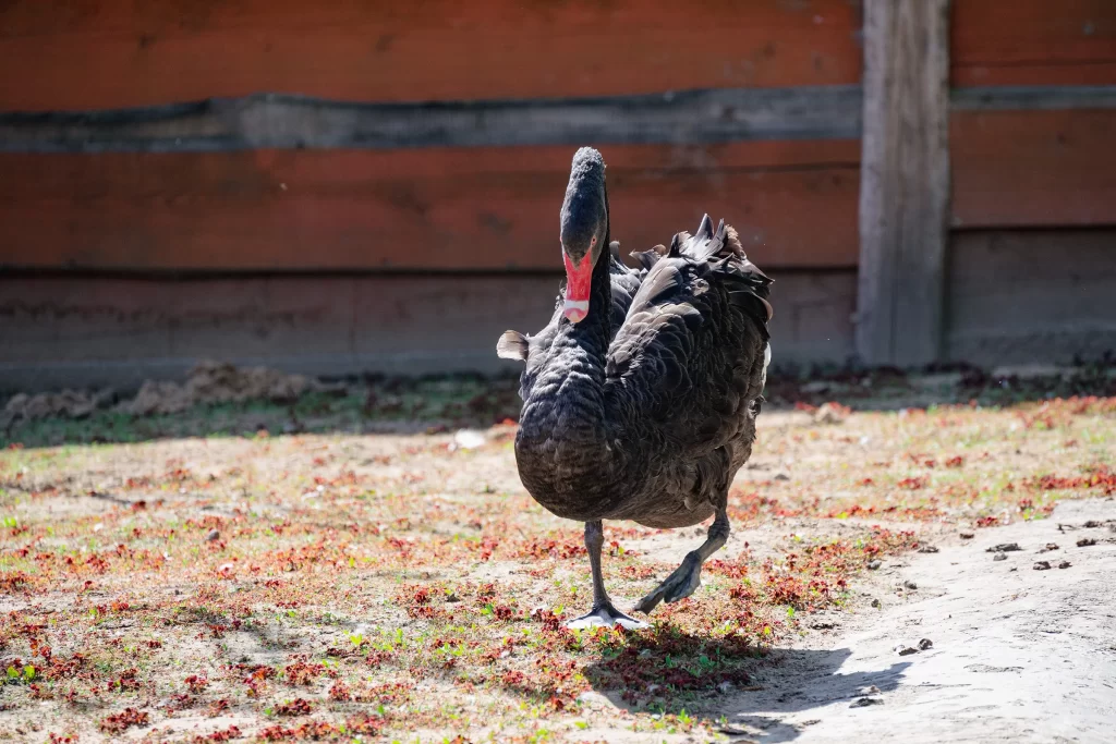 Черный лебедь в зоопарке "Натюрлих" в деревне Деколы, Беларусь