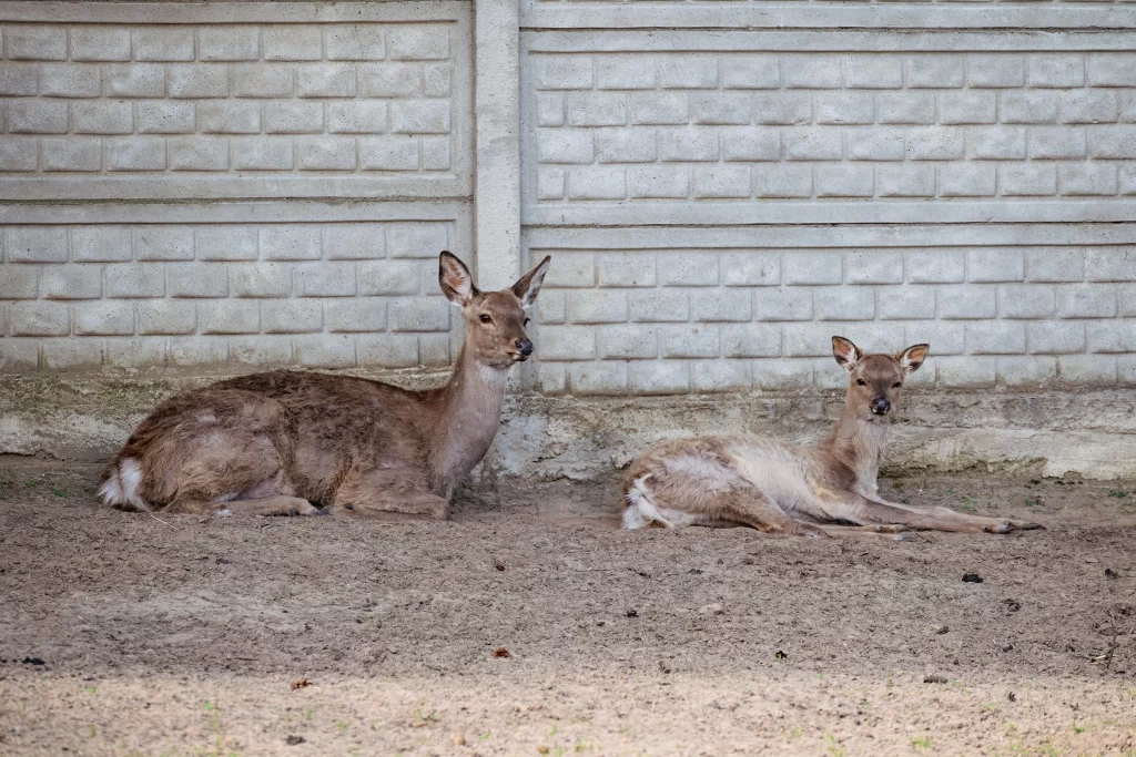 Олени в зоопарке "Натюрлих" в деревне Деколы, Беларусь