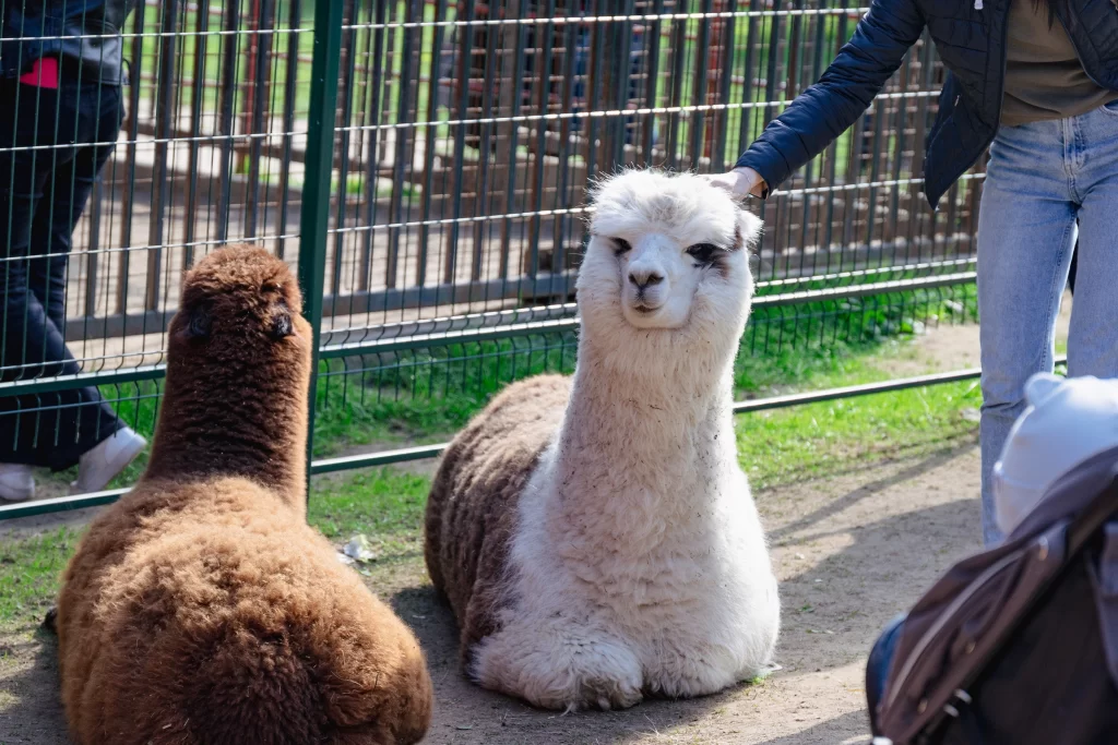 Альпака в зоопарке "Натюрлих" в деревне Деколы, Беларусь