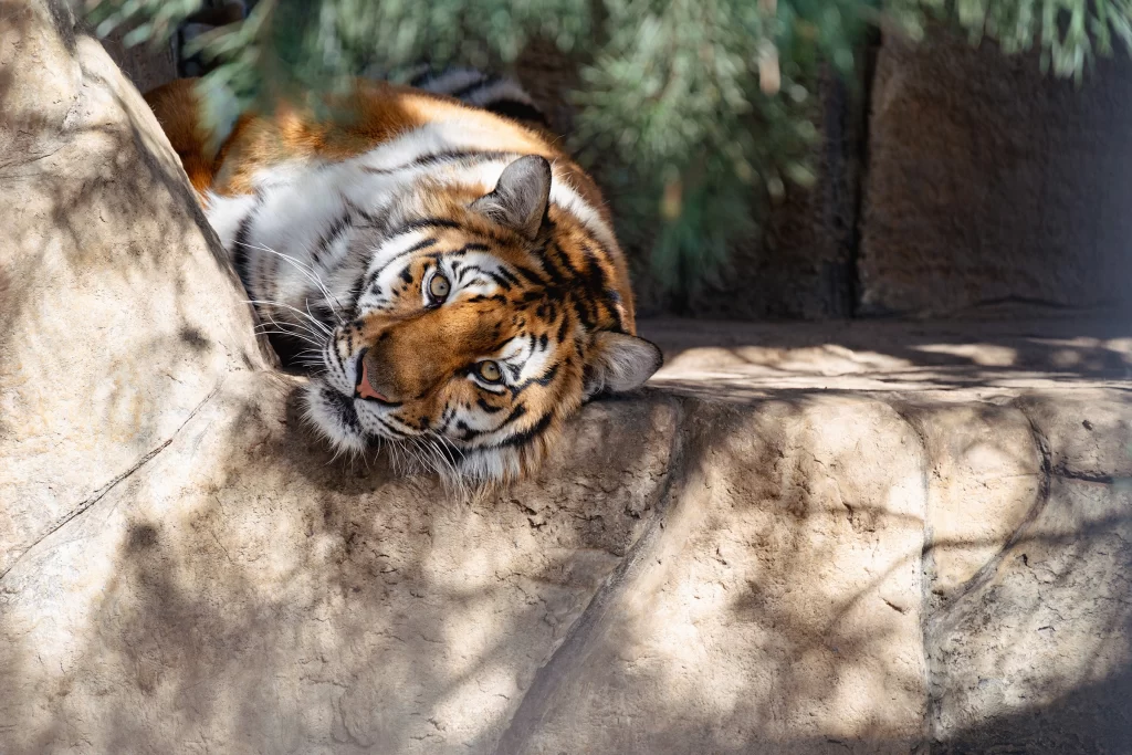 Тигр в зоопарке "Натюрлих" в деревне Деколы, Беларусь