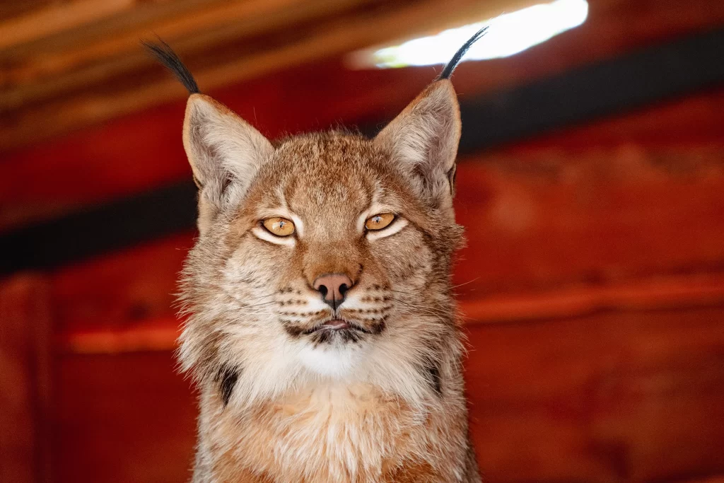 Рысь Велес в зоопарке "Натюрлих" в деревне Деколы, Беларусь