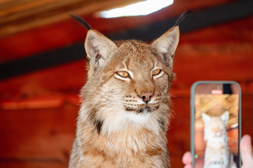 Рысь Велес в зоопарке "Натюрлих" в деревне Деколы, Беларусь