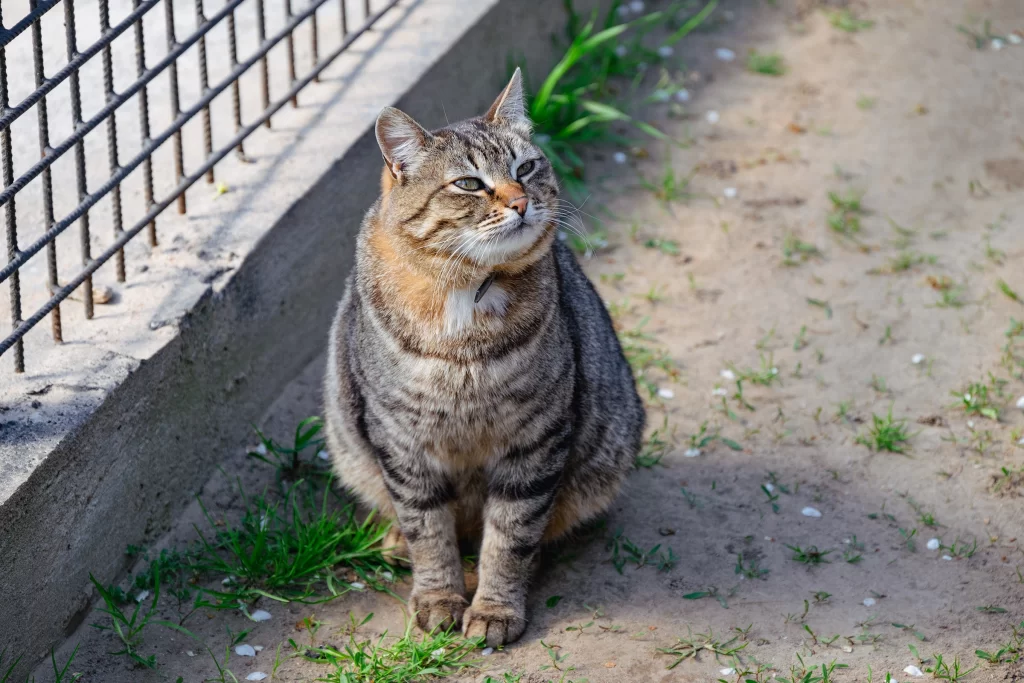 Кот в зоопарке "Натюрлих" в деревне Деколы, Беларусь