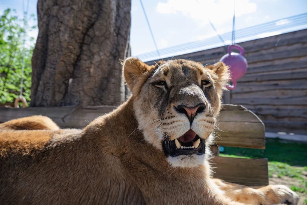 Львица Кася в зоопарке "Натюрлих" в деревне Деколы, Беларусь