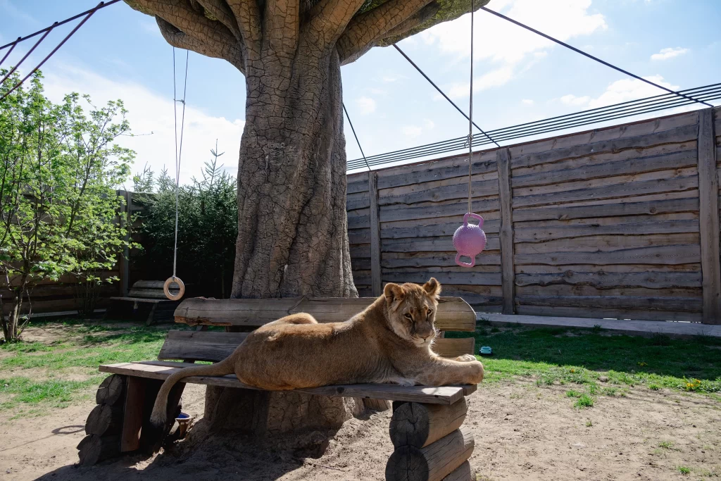 Львица Кася в зоопарке "Натюрлих" в деревне Деколы, Беларусь