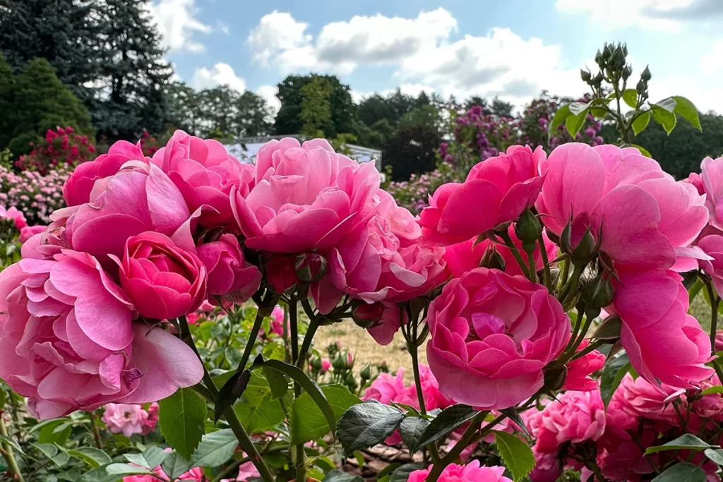 Цветущие розы в Ботаническом саду, Минск, Беларусь