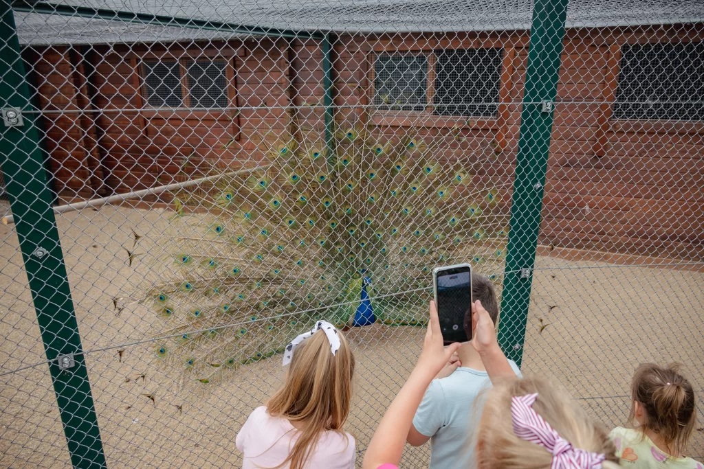 Павлин в зоопарке "Акварель", Беларусь