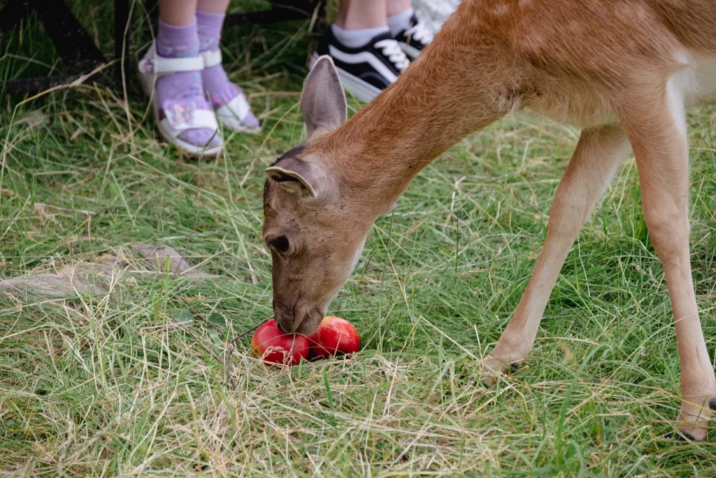Посетители и лани в зоопарке экопарка "Акварель", Беларусь