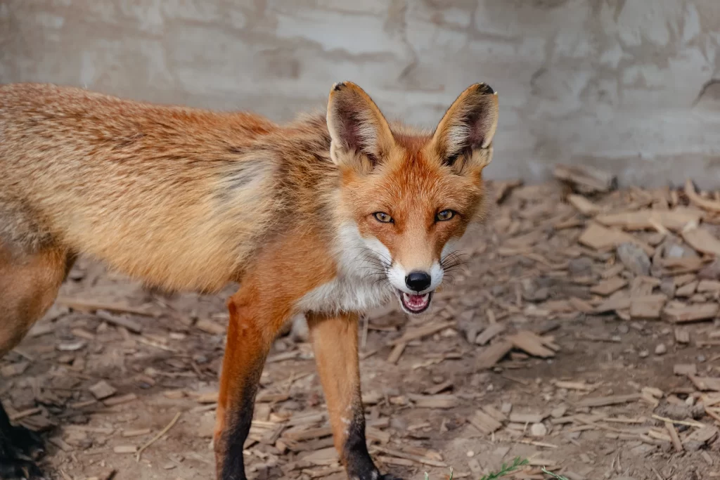 Лиса в зоопарке "Акварель", Беларусь