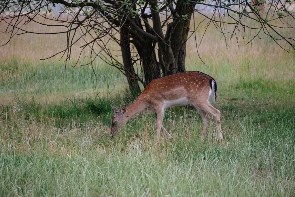 Вольер с ланью в зоопарке экопарка "Акварель", Беларусь