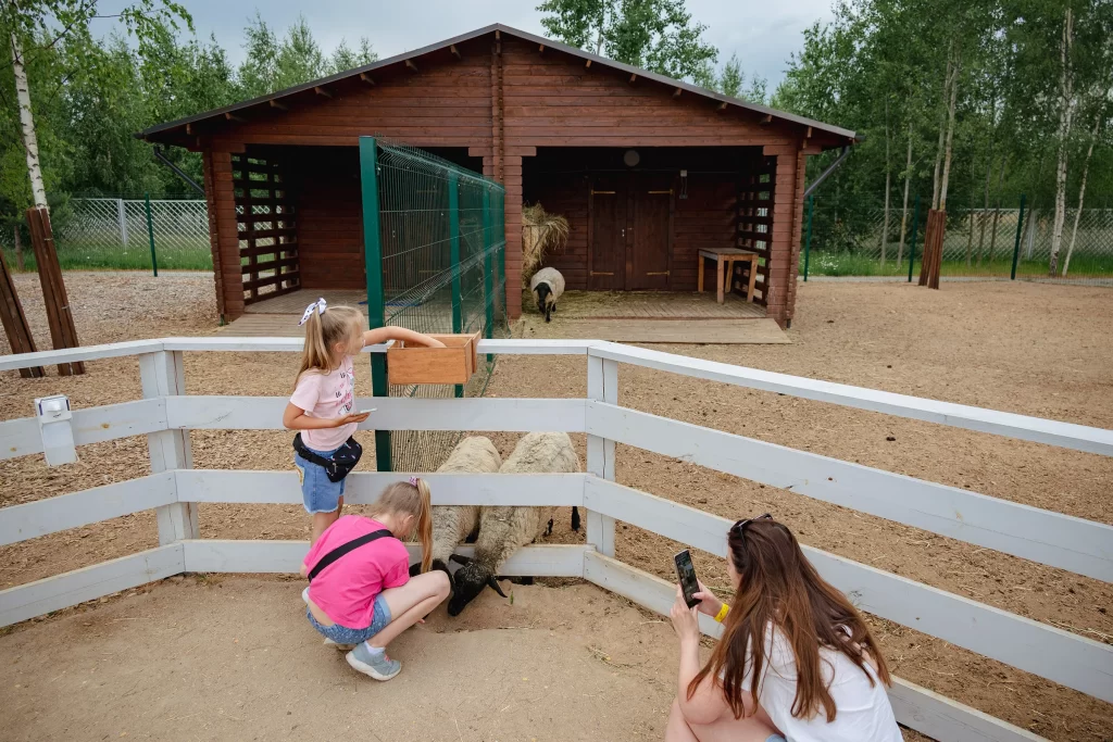 Овцы в экопарке "Акварель", Беларусь