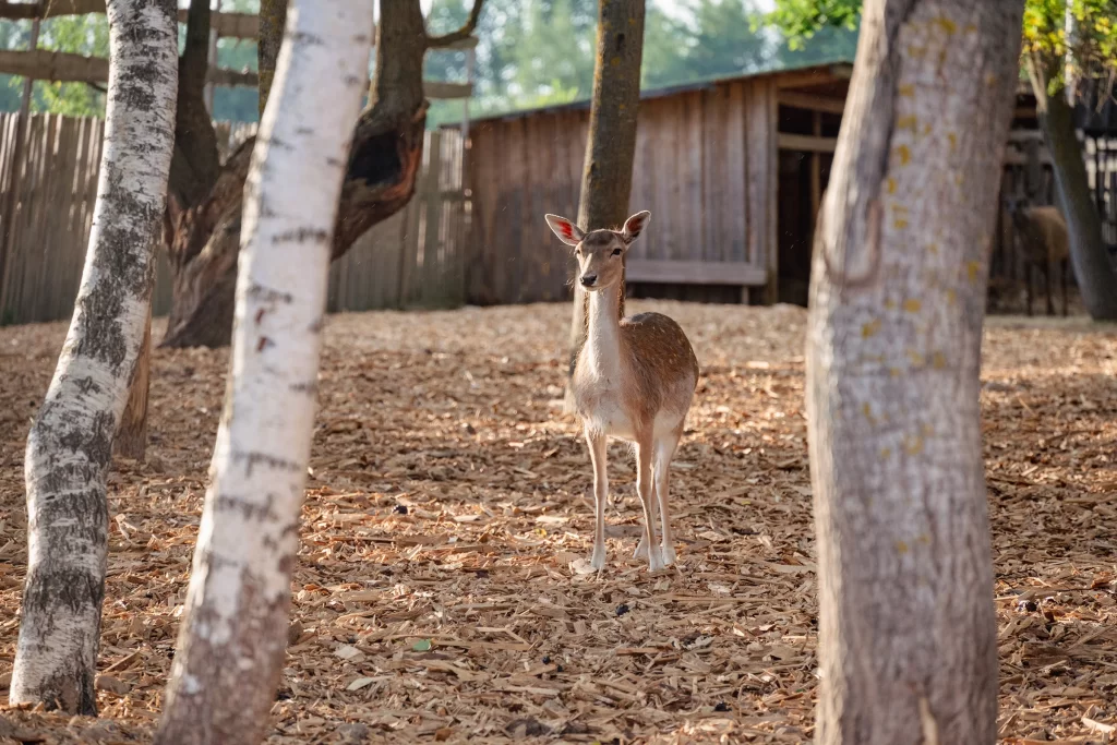 Лань в экопарке "Акварель", Беларусь