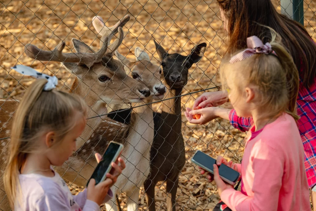 Посетители кормят оленей в экопарке "Акварель", Беларусь
