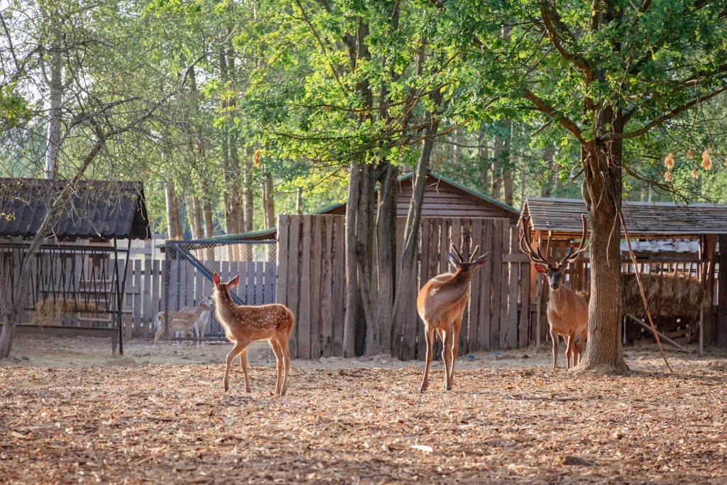 Благородный олень в экопарке "Акварель", Беларусь