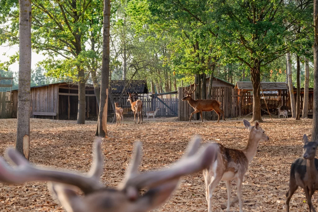 Олени в экопарке "Акварель", Беларусь