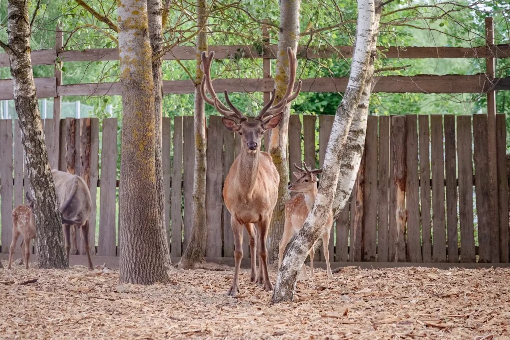 Благородный олень в экопарке "Акварель", Беларусь