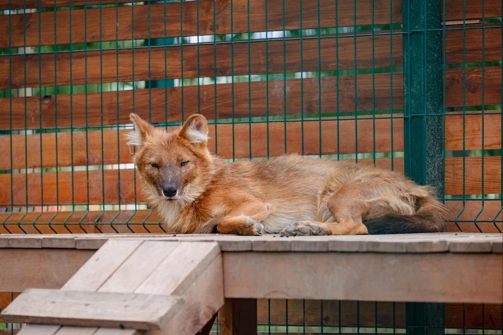 Красный волк в зоопарке "Акварель", Беларусь