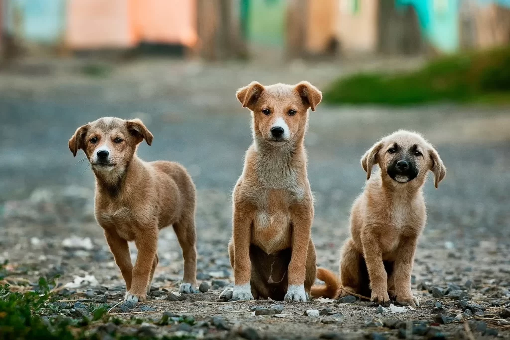 Бездомные щенки смотрят в камеру фотографа