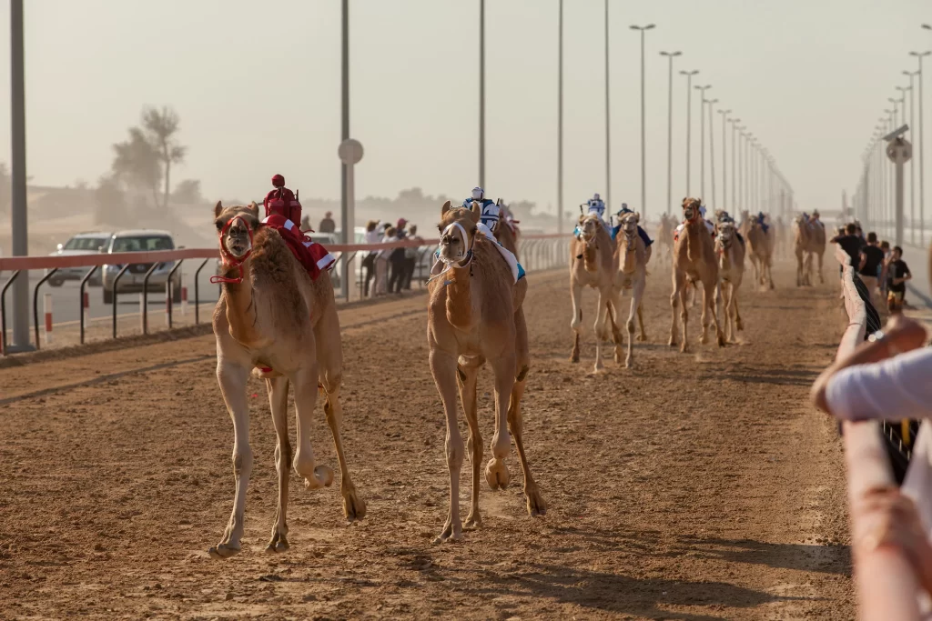 Верблюжьи бега в Дубае, ОАЭ