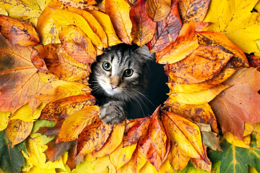Серый кот в окружении осенних листьев