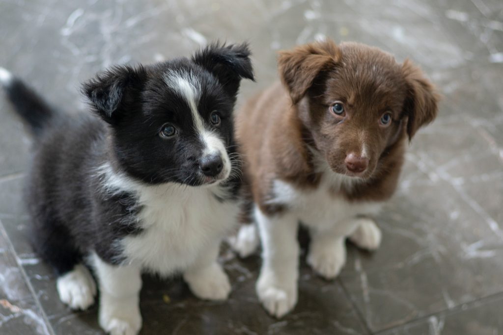 Черный и коричневый щенки смотрят на хозяина милым взглядом