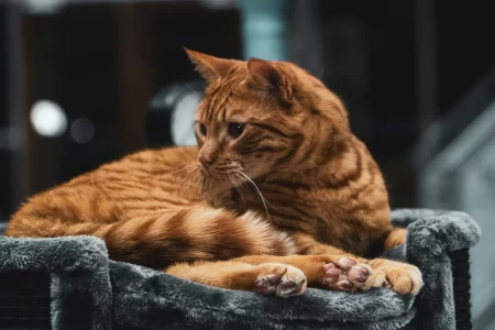 Новогодний Беби Салон Котят