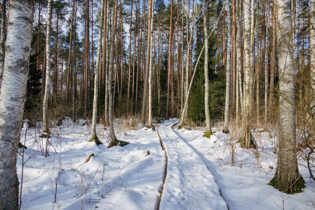 Экотропа «Сябрыньский перекресток» зимой