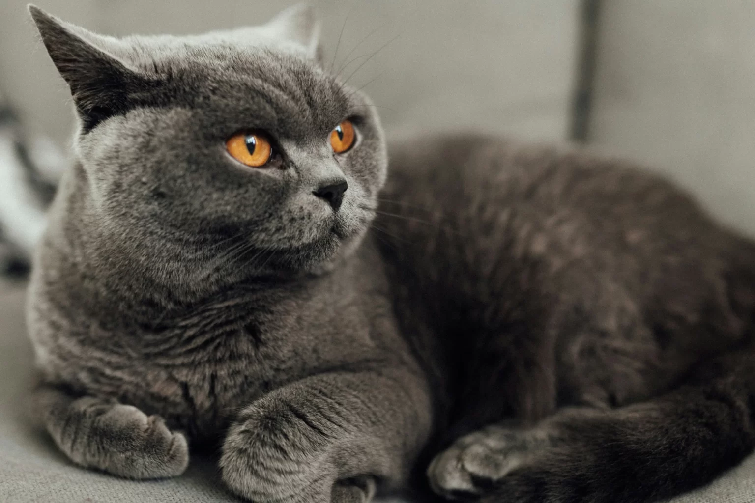 Выставка кошек, Беларусь