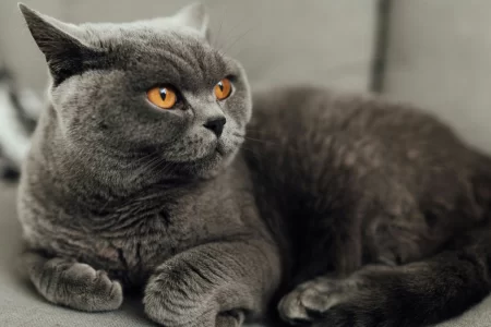 Выставка кошек, Беларусь