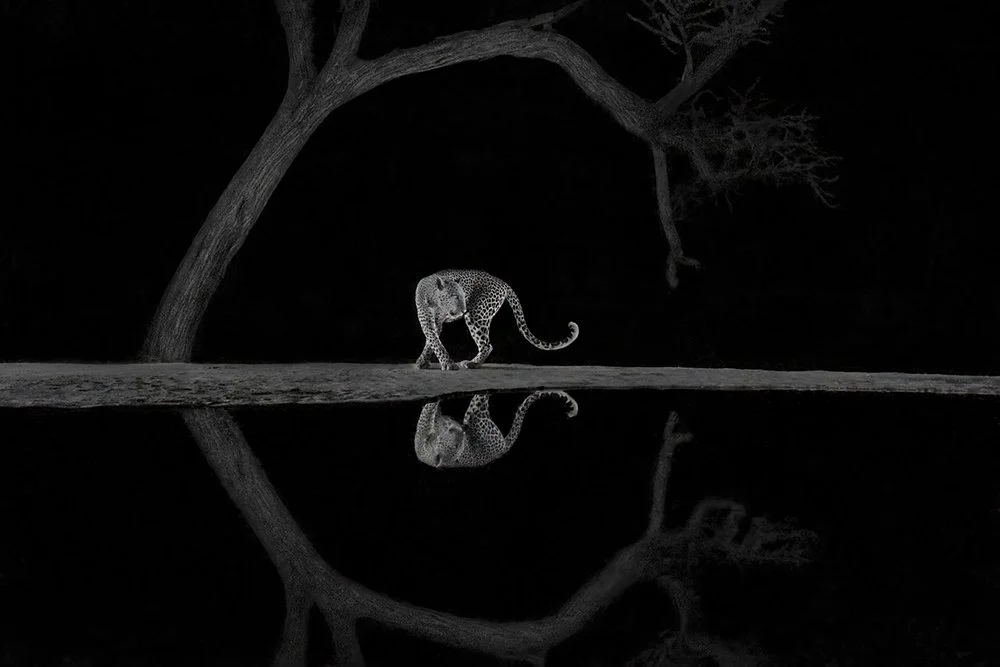 Лучшая фотография в категории "Черное и белое" премии World Nature Photography Awards 2024