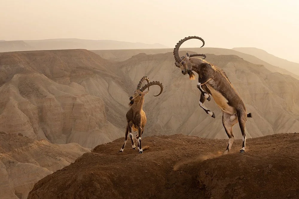 Лучшая фотография в категории "Животные в естественной среде обитания" премии World Nature Photography Awards 2024