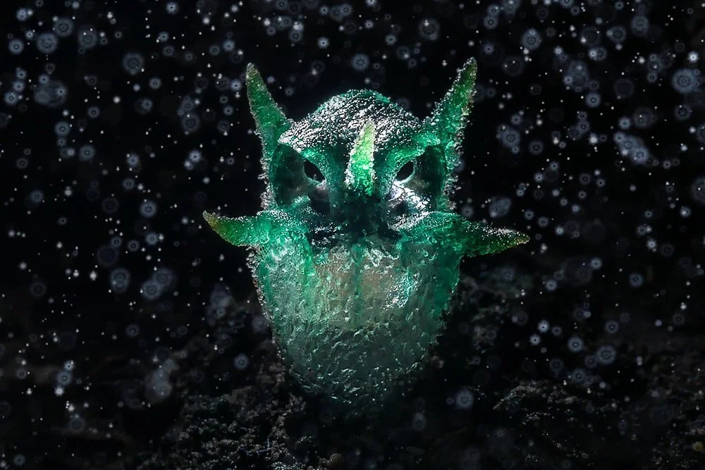 Лучшая фотография в категории "Растения и грибы" World Nature Photography Awards 2024